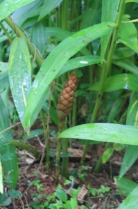 Plai with flowers growing in the garden