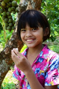 Picking longkong in the fruit season