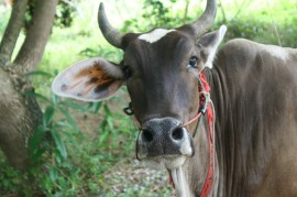Cow at White Water Lake