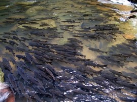Fish at the waterfall