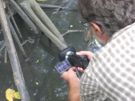 Filming wildlife in the mangroves - a snake!