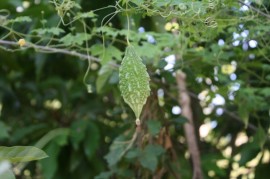 mala wild bitter gourd (Momordica charantia var. abbreviata).