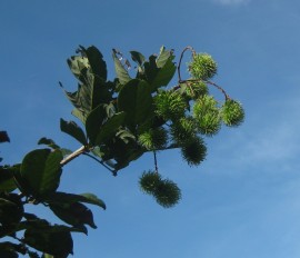 Rambutan growing at White Water Lake