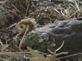 Valentina, happy in her mansion