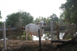 Our youngest cow Kai Muk