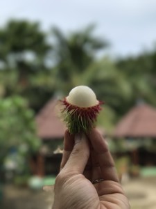 Freshly picked rambutan
