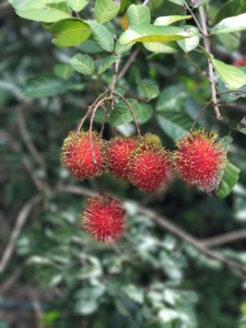 Rambutan in the orchard