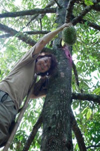 Tree with durian fruit