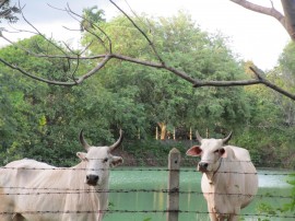 Cows by one of our ponds