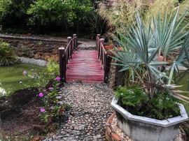 One of the highlights of the resort is the water feature with koi carp pond