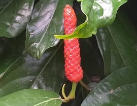 pepper vines climb up the trees